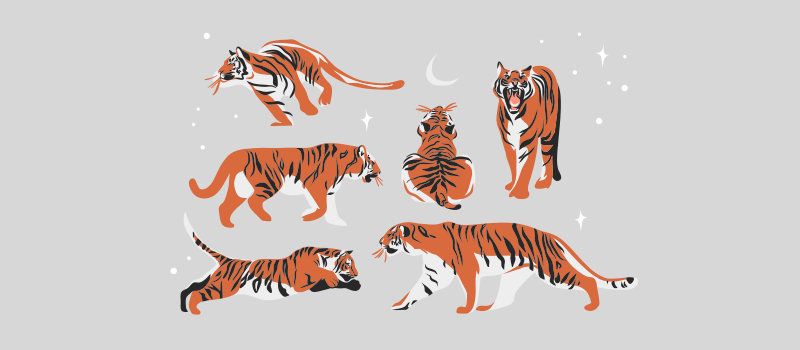 Illustration of six tigers against a grey background